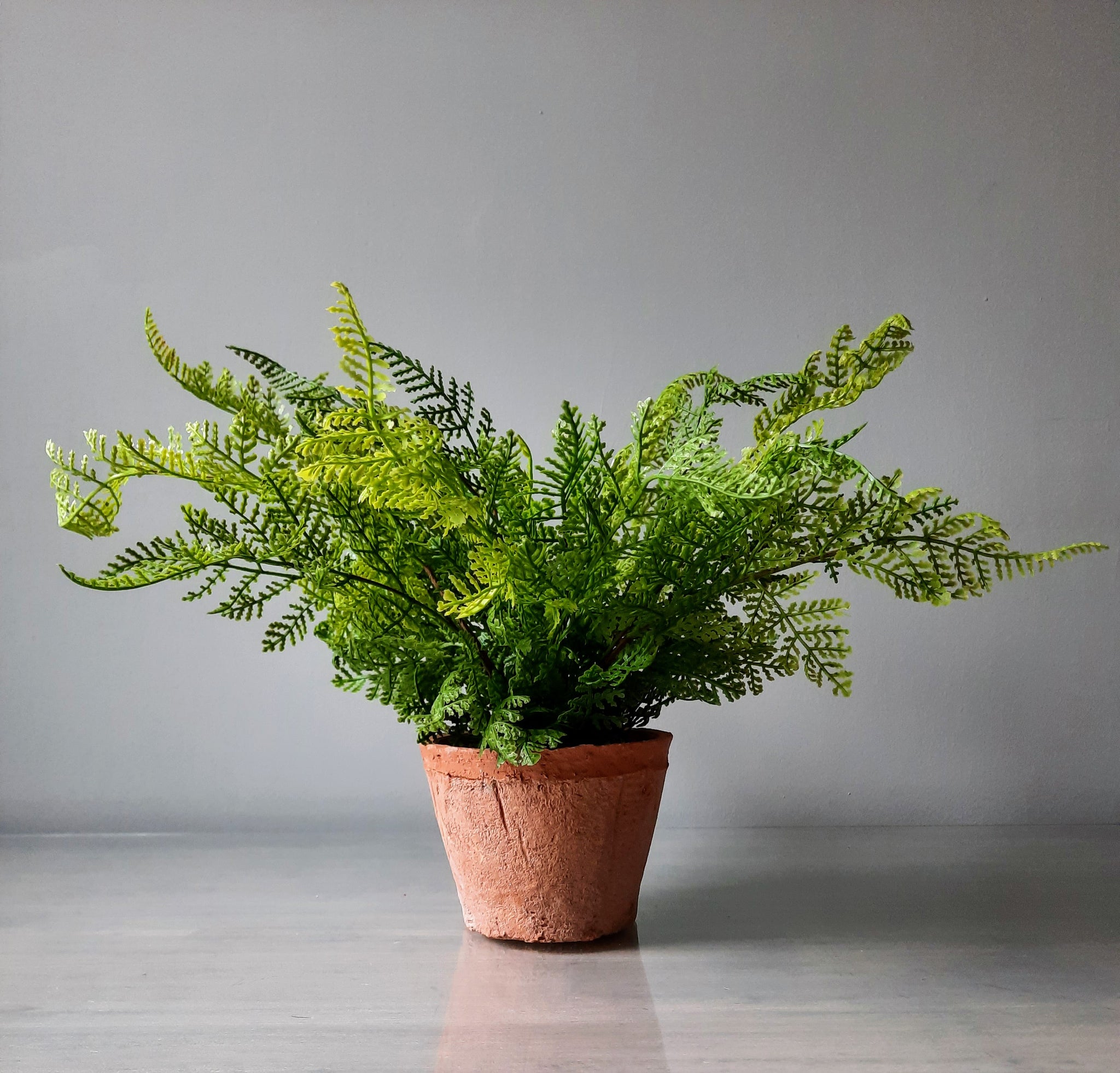 Potted fern