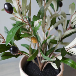 Mini Olive Tree