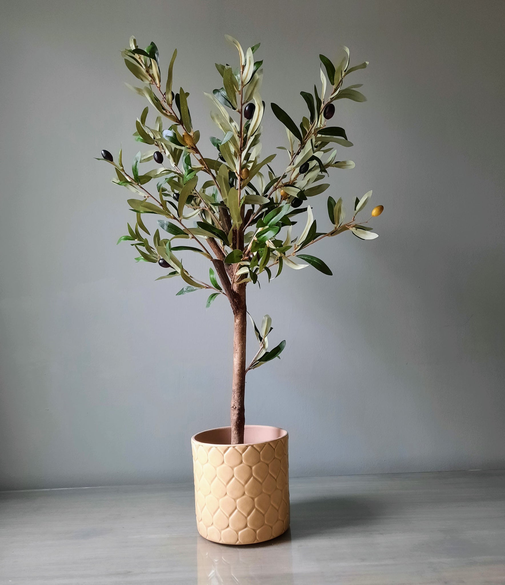 Mini Olive Tree