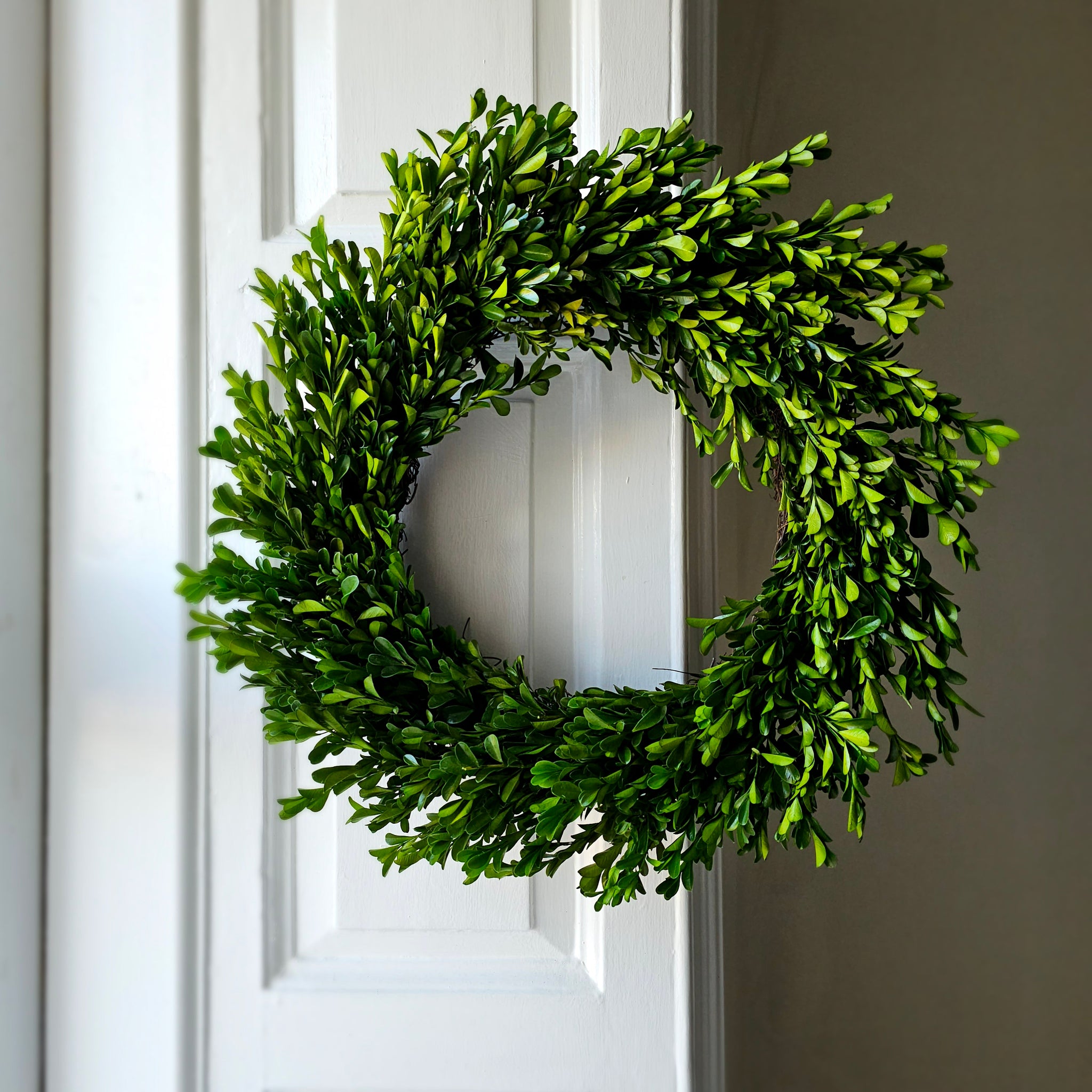 Preserved boxwood wreath large