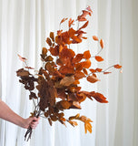 Preserved beech leaves (copper brown)